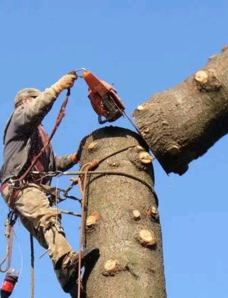 large tree cutting service port elizabeth