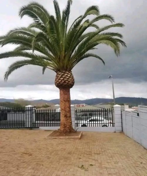 palm trimming port elizabeth