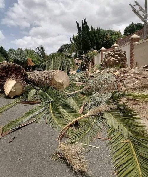 removal of large trees port elizabeth