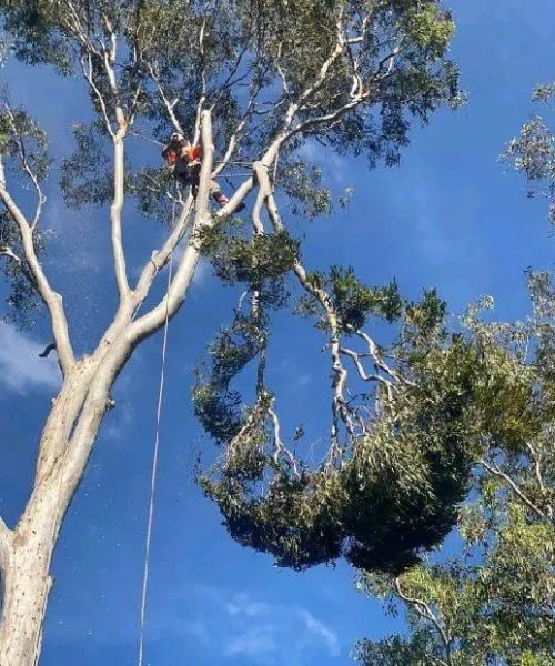 tree and branch removal services port elizabeth